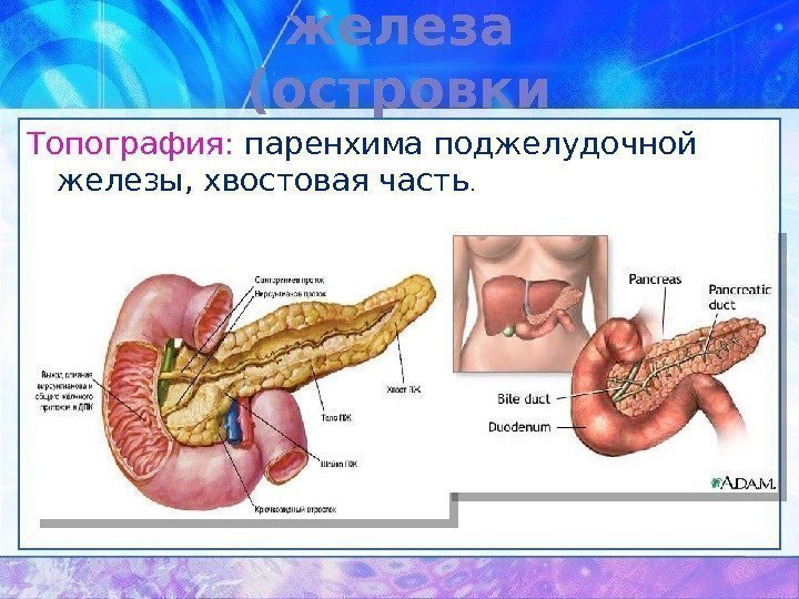 Поджелудочная железа (островки Лангерганса)Топография:  паренхима поджелудочной железы, хвостовая часть.  